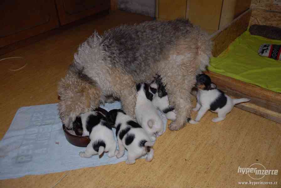 foxteriér - foto 2