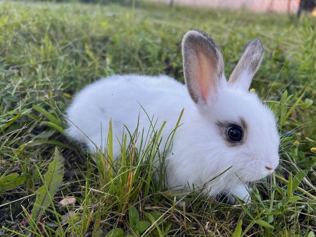 Zakrslí králici - DARUJI - foto 4