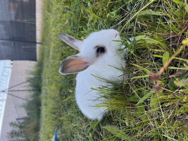 Zakrslí králici - DARUJI - foto 3