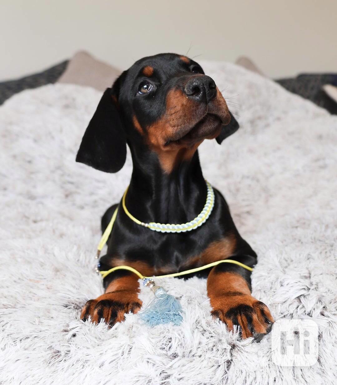 CEZAR BLUE KC DOBERMAN - 5HVĚZDIČKOVÁ LICENCE Osvědčená pova - foto 1