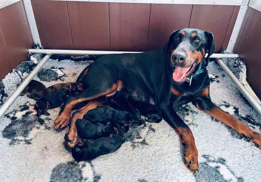 CEZAR BLUE KC DOBERMAN - 5HVĚZDIČKOVÁ LICENCE Osvědčená pova - foto 4