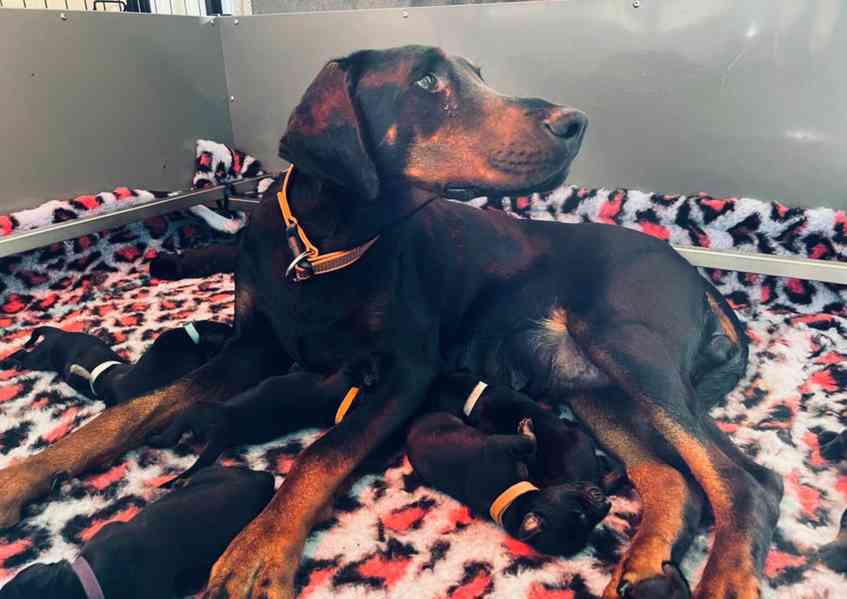 CEZAR BLUE KC DOBERMAN - 5HVĚZDIČKOVÁ LICENCE Osvědčená pova - foto 3