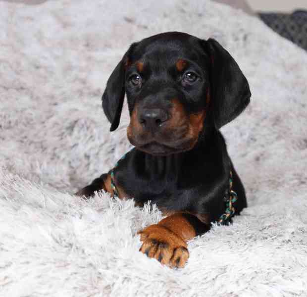 CEZAR BLUE KC DOBERMAN - 5HVĚZDIČKOVÁ LICENCE Osvědčená pova - foto 2