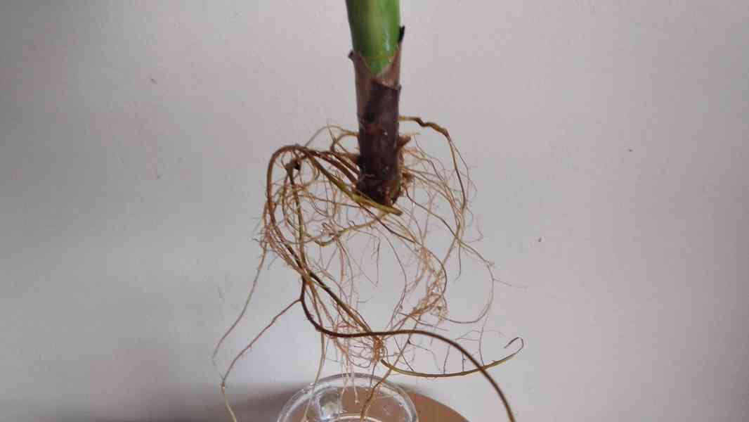 Dracaena (Bambú de Brasil - tronco de la suerte) - foto 2
