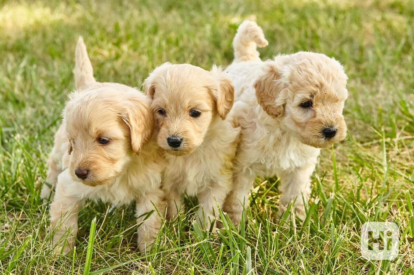 Goldendoodle štěňata - foto 1