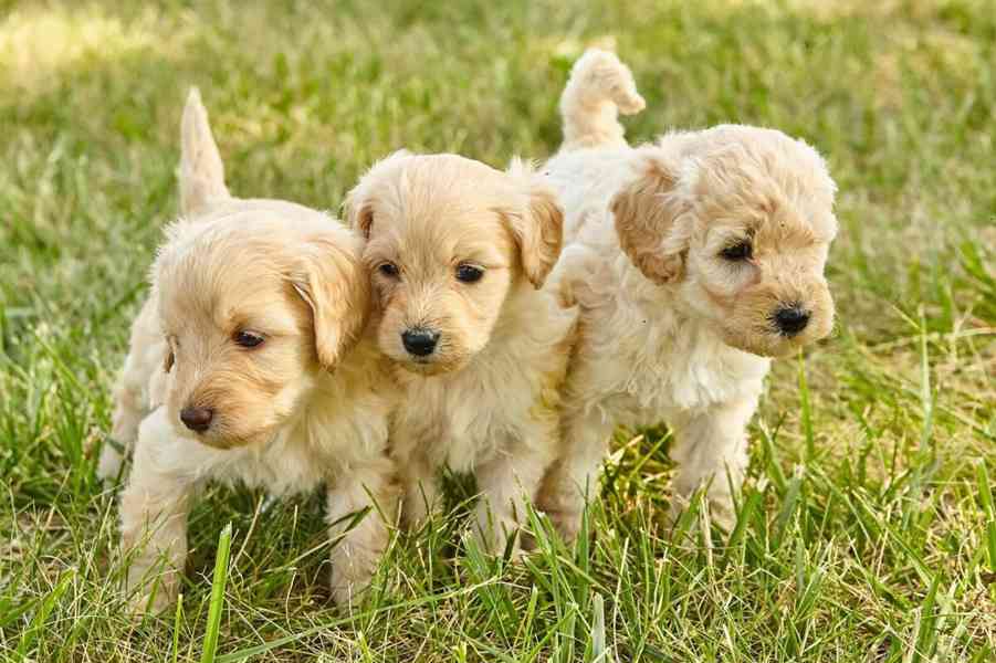 Goldendoodle štěňata - foto 1