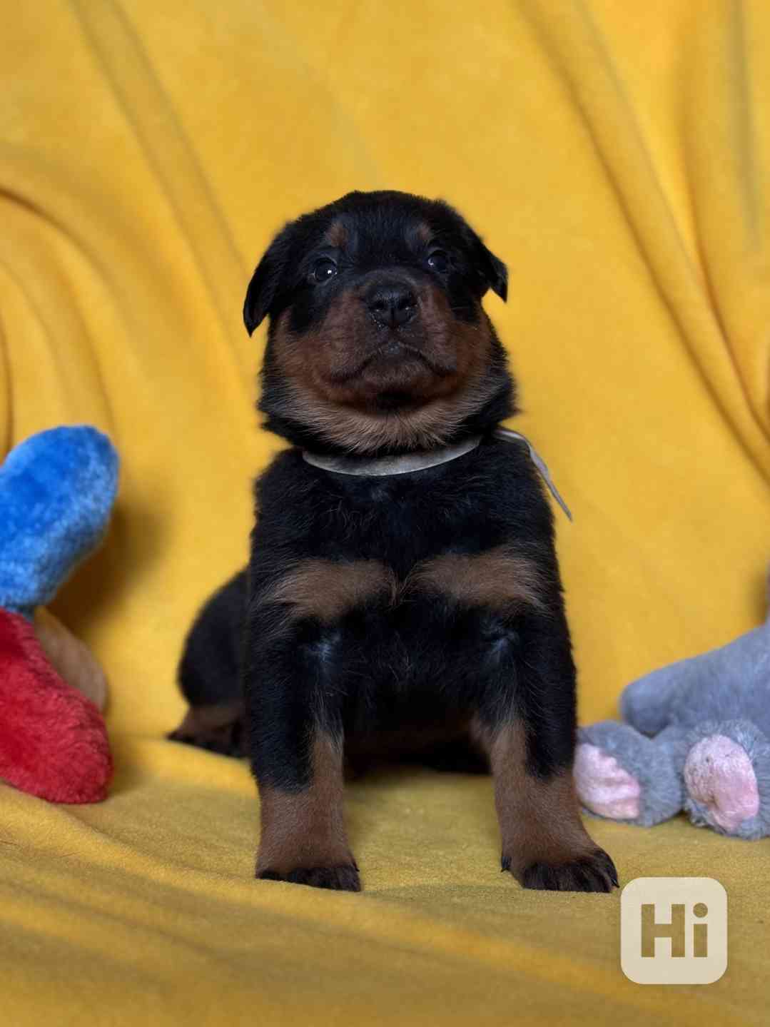 Beauceron štěňátka s PP - foto 1