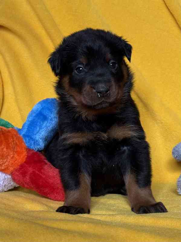 Beauceron štěňátka s PP - foto 7