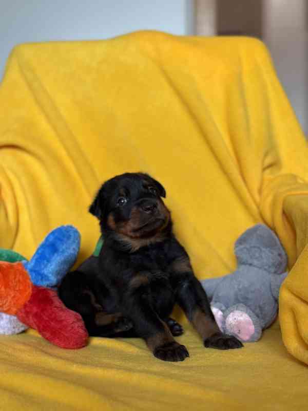 Beauceron štěňátka s PP - foto 6