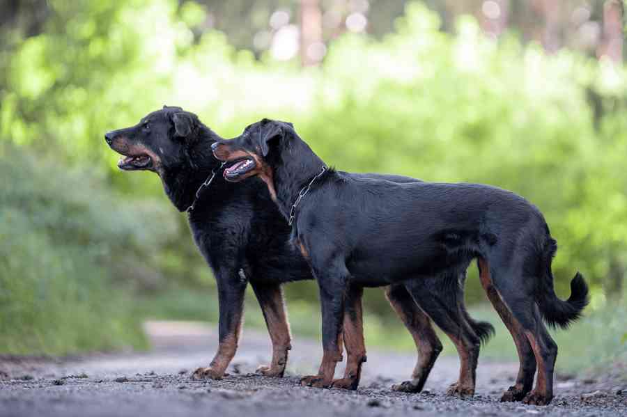 Beauceron štěňátka s PP - foto 9
