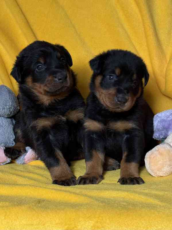 Beauceron štěňátka s PP - foto 5