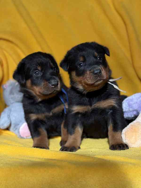 Beauceron štěňátka s PP - foto 4