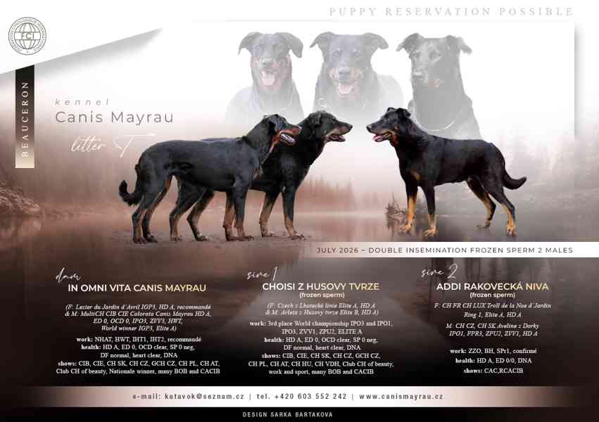 Beauceron štěňátka s PP - foto 10