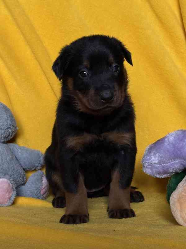 Beauceron štěňátka s PP - foto 2