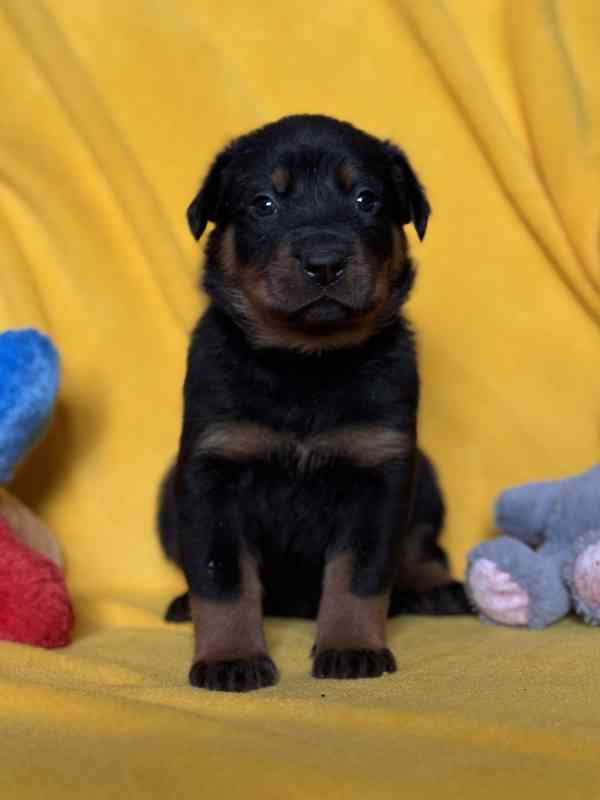 Beauceron štěňátka s PP - foto 3