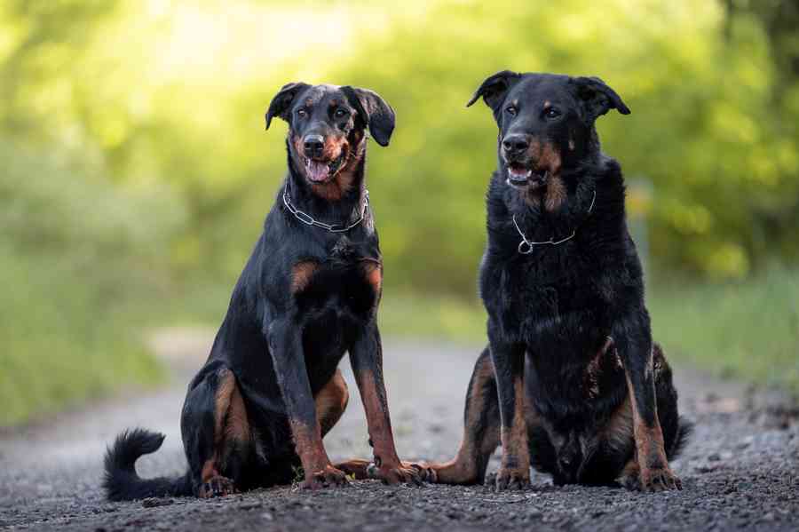 Beauceron štěňátka s PP - foto 8