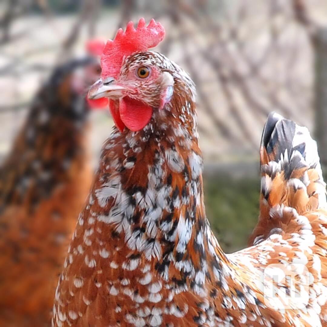 ŠVÉDSKÁ KVĚTINA - NÁSADOVÁ VEJCE - foto 1
