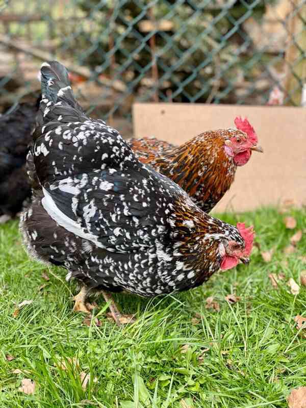 ŠVÉDSKÁ KVĚTINA - NÁSADOVÁ VEJCE - foto 2