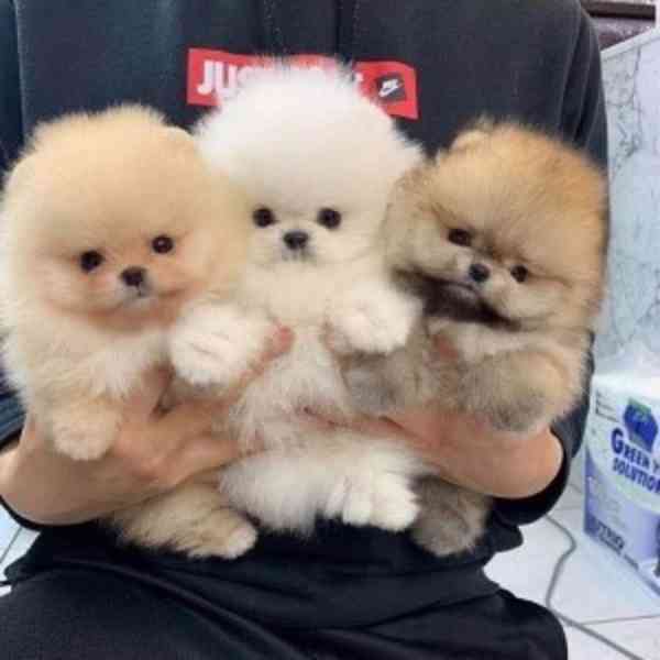 Německý špic. Mini pomeranian bez PP. 