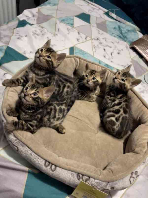 Bengálské kočky koťata.. - foto 1