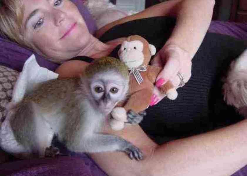 Zkrocené samce a samice kapucínských opic na prodej - foto 1