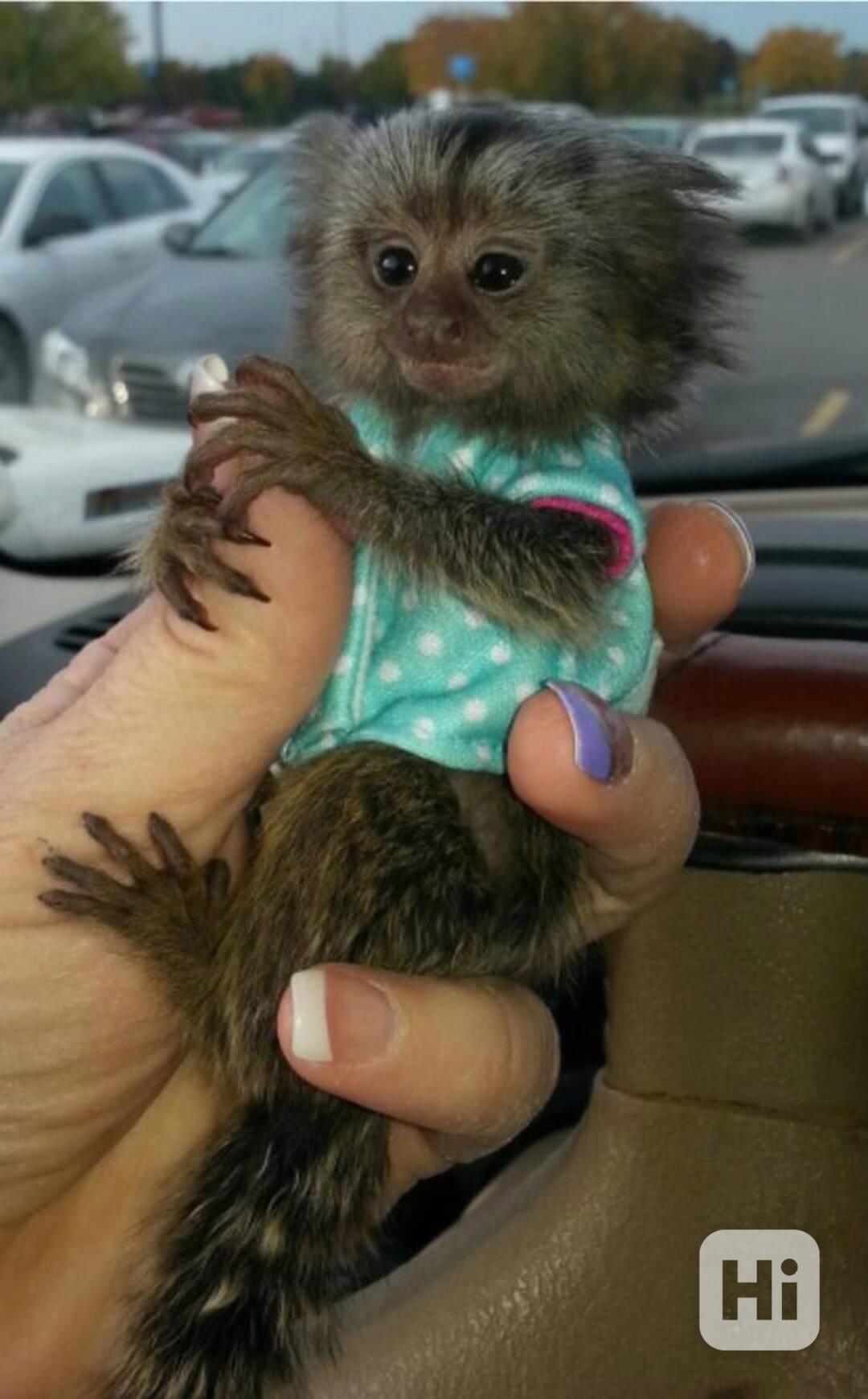 Nádherné opice kosmani na prodej - foto 1