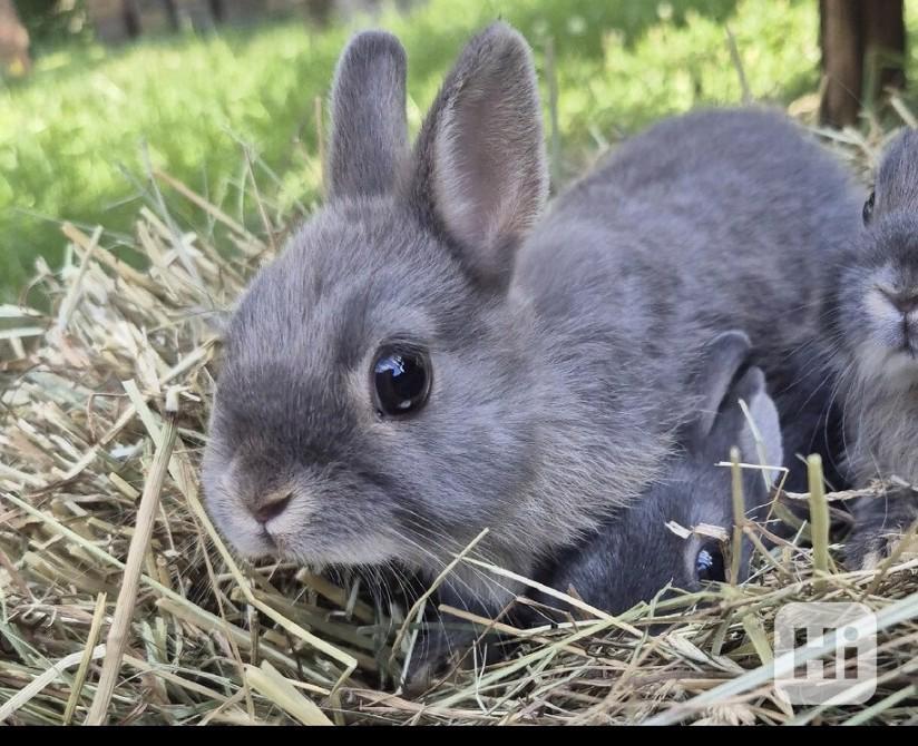 Zakrslý bilopesikatý králík  - foto 1