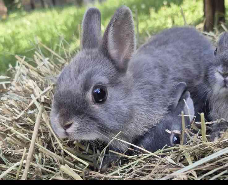 Zakrslý bilopesikatý králík  - foto 1
