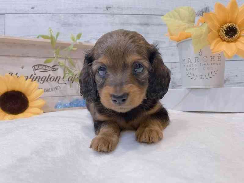 štěně jezevčíka k adopci - foto 1