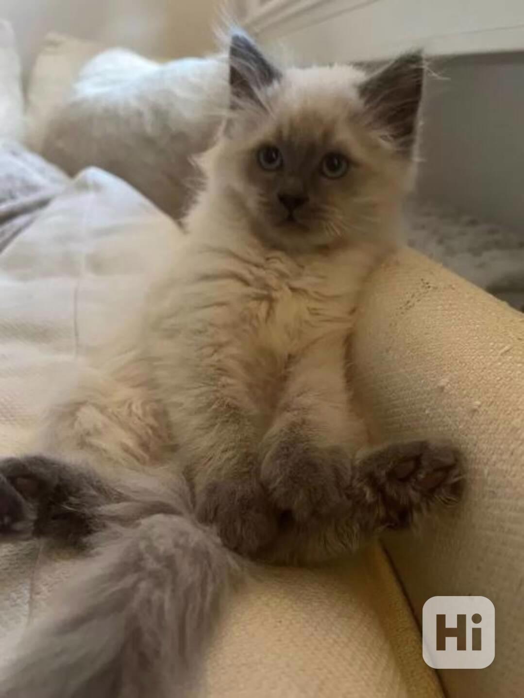 Nejrozkošnější koťátka birmy k odběru - foto 1