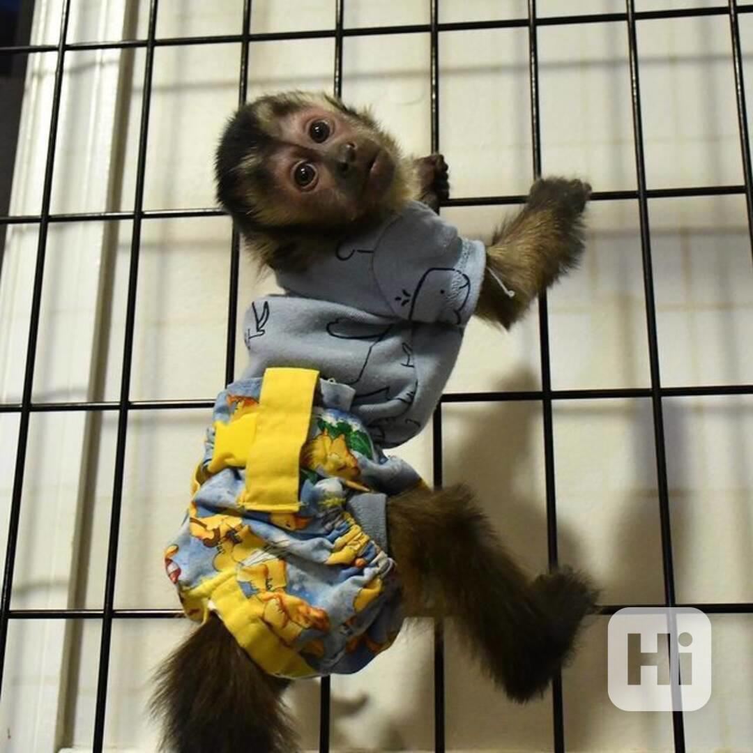 Úžasná kapucínská opice - foto 1