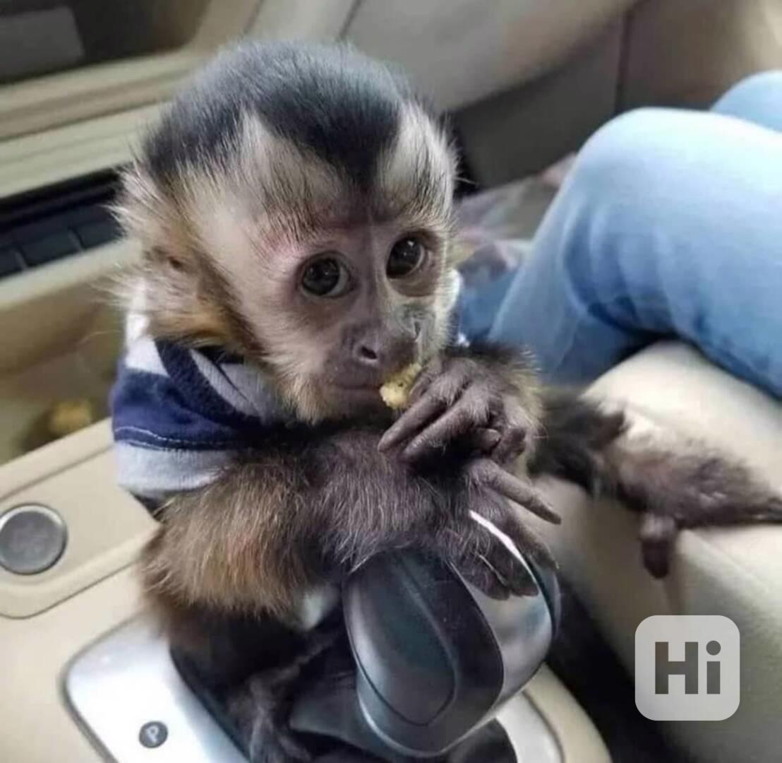 Roztomilá malá kapucínská opice - foto 1
