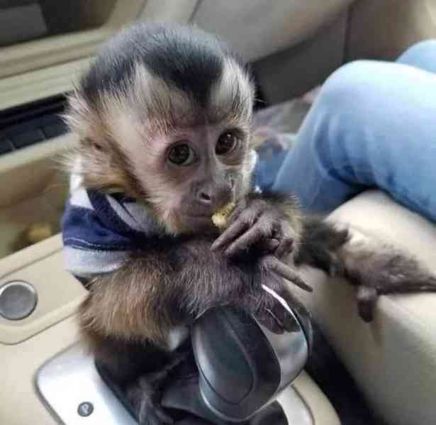 Roztomilá malá kapucínská opice