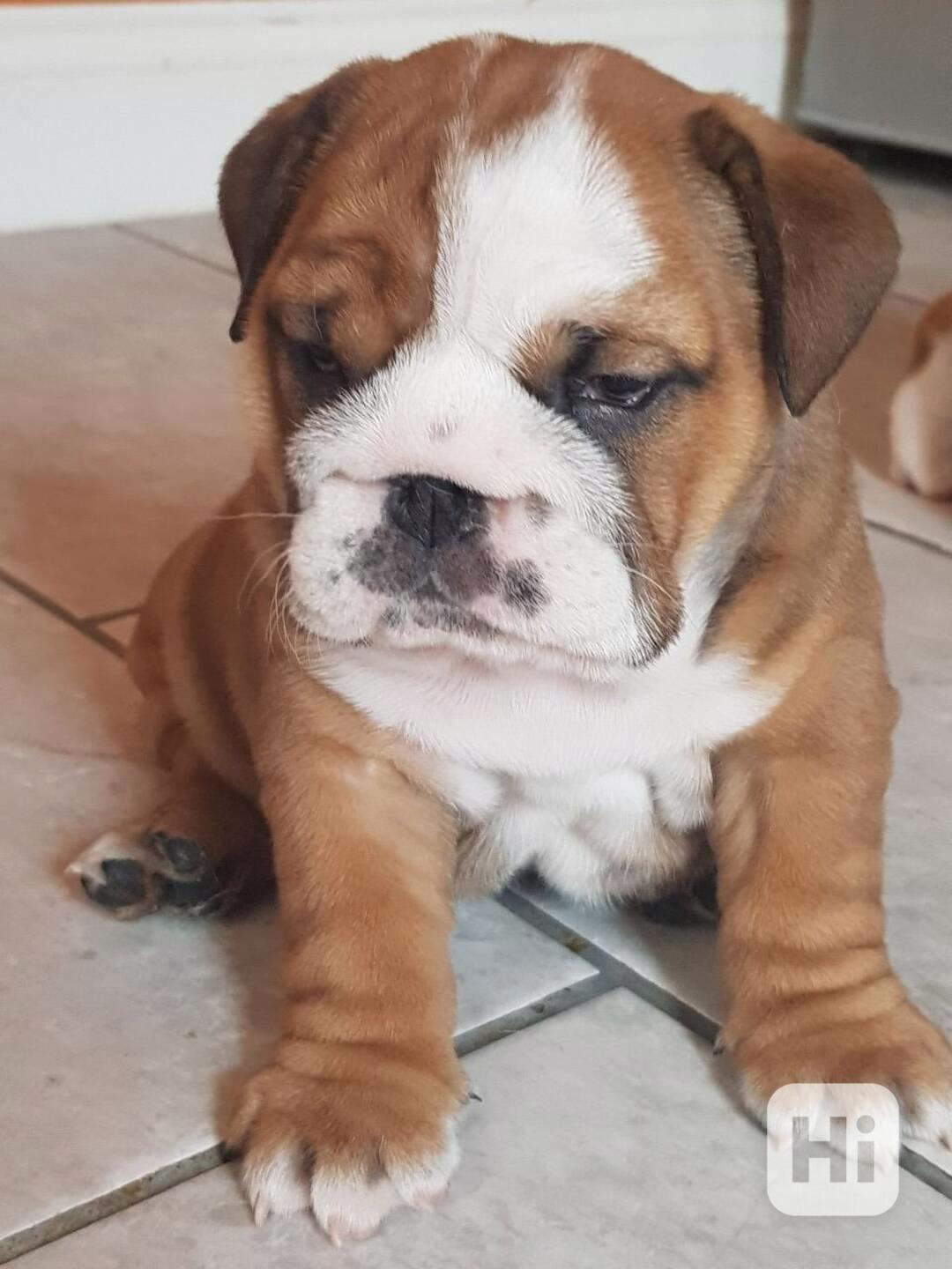 Štěňata anglického buldoka - foto 1