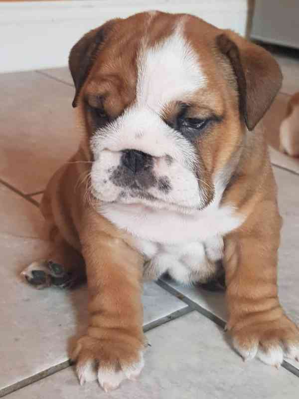Štěňata anglického buldoka - foto 1