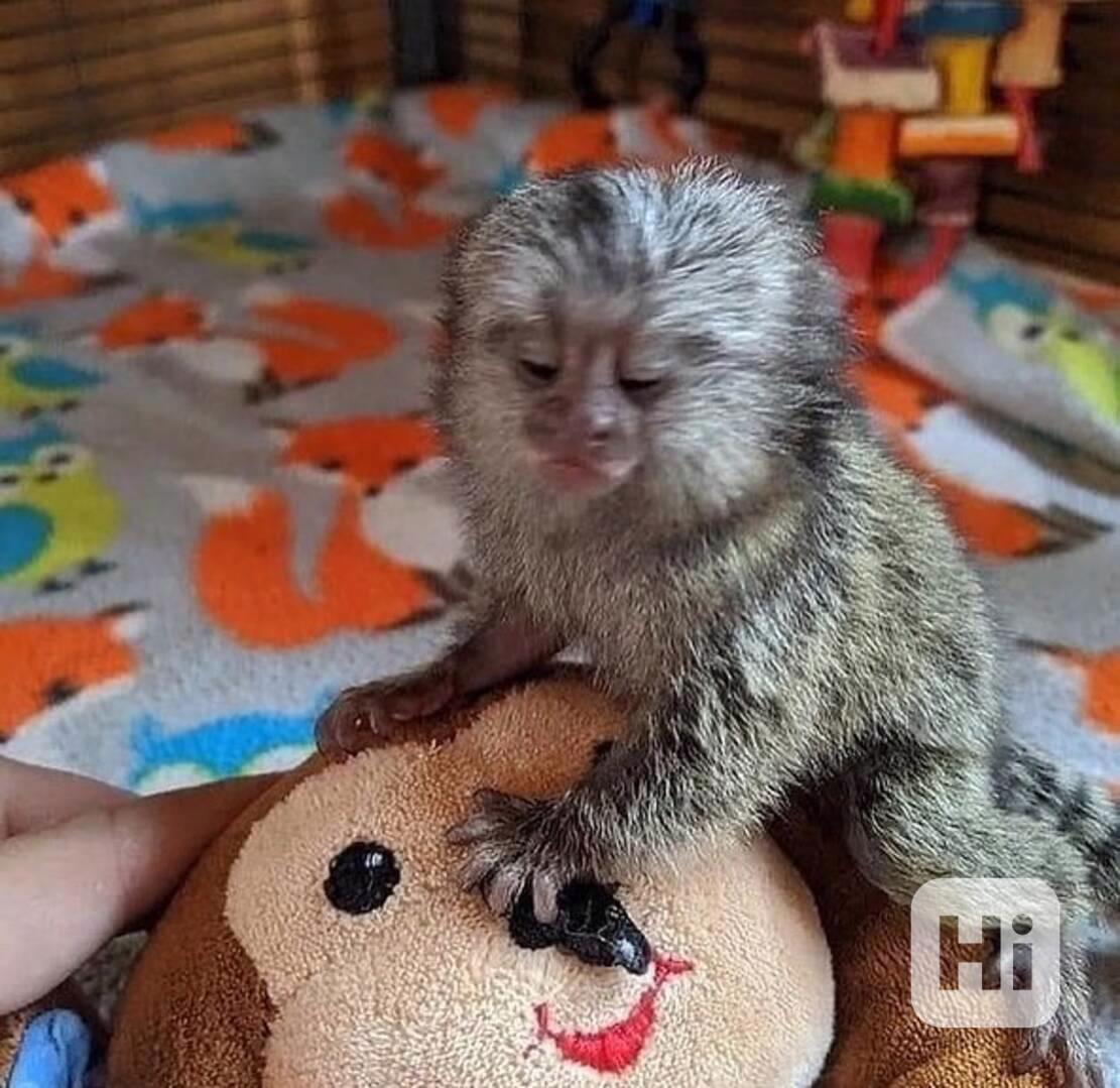 Nádherné kapucínské opice k dispozici - foto 1