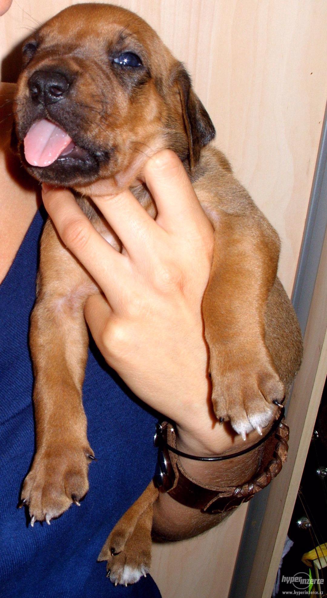 Prodám štěně Rhodezského ridgebacka bez PP poslední pejsek - foto 1