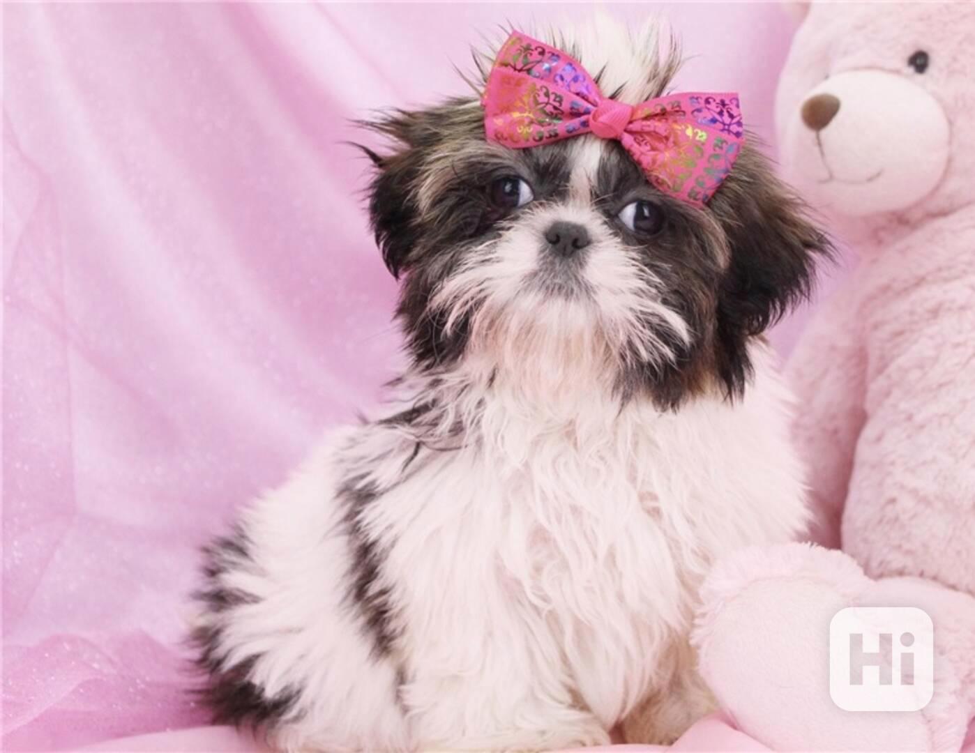 Shih-tzu s PP - foto 1