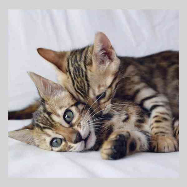 Krásné Mainská mývalí koťata