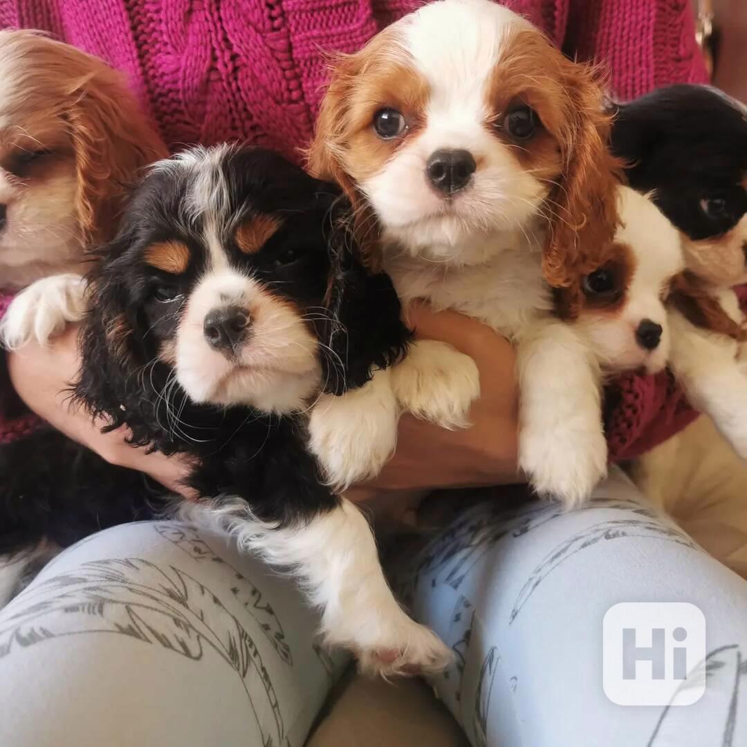 Cavalier King Charles španěl s průkazem původu - foto 1