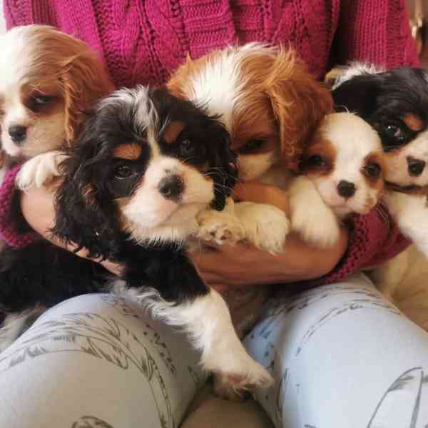 Cavalier King Charles španěl s průkazem původu - foto 2