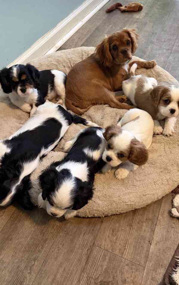 Cavalier King Charles španěl s průkazem původu - foto 3