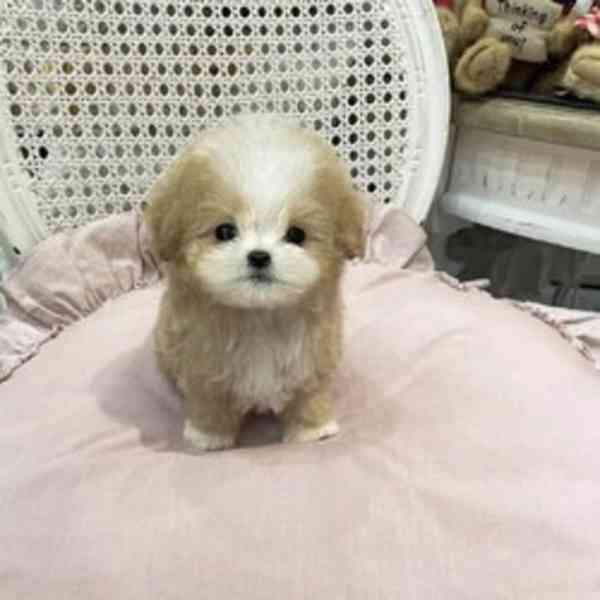 Domácí socializovaná štěňata maltipoo - foto 1