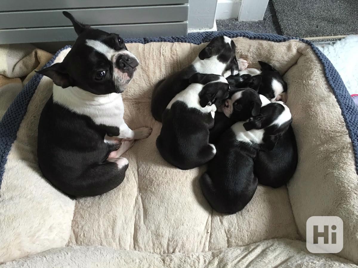  Zdarma Dobře vycvičená štěňata francouzského buldočka   - foto 1