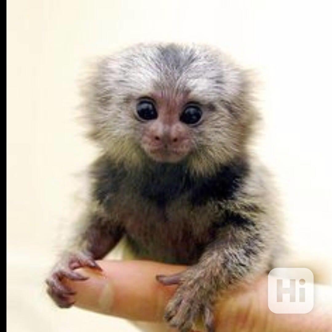 Dobré opice marmoset.!!! Všichni jsou zdraví a dobře trénova - foto 1