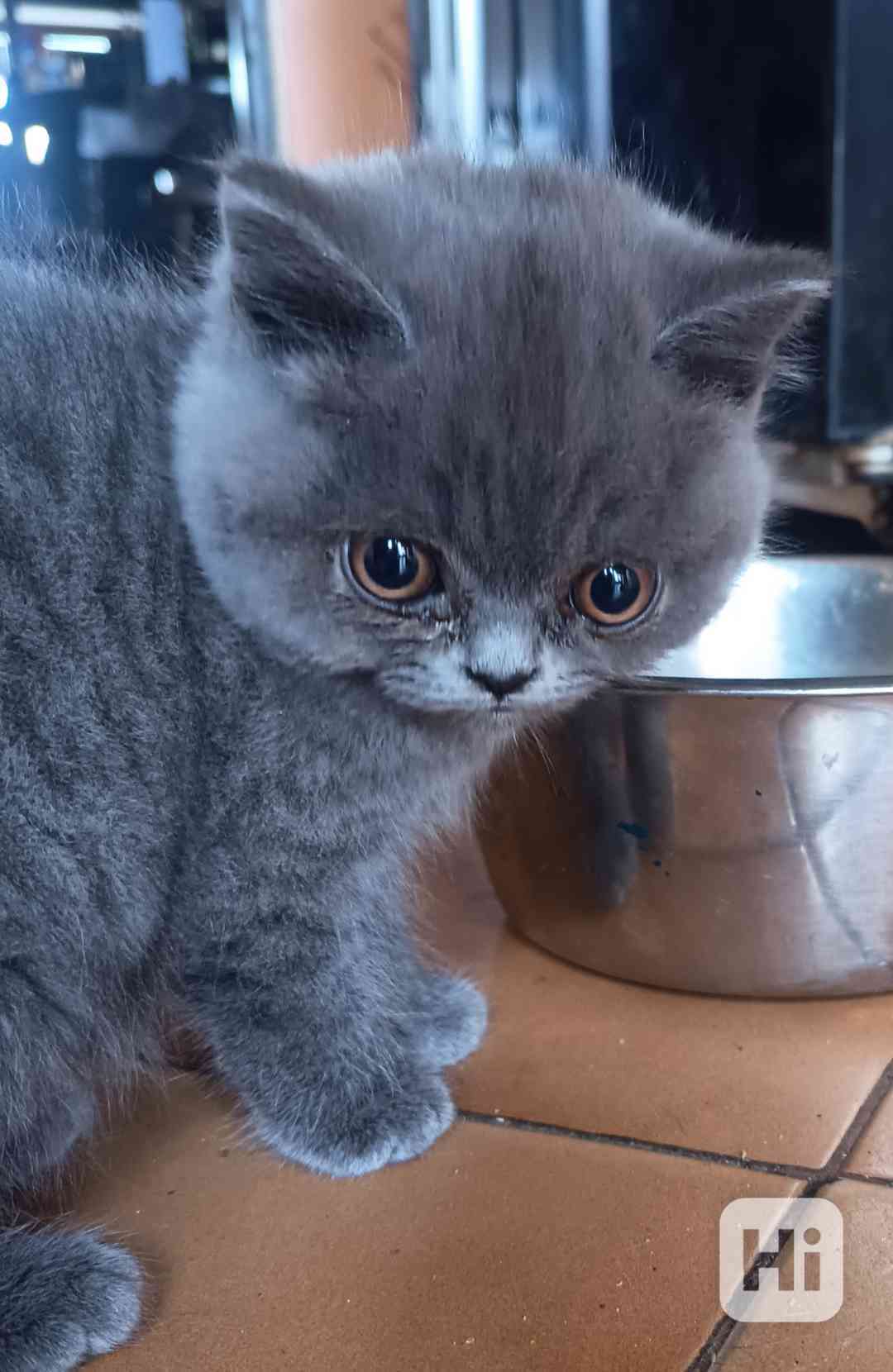 Britská krátkosrstá koťátka s PP - foto 1