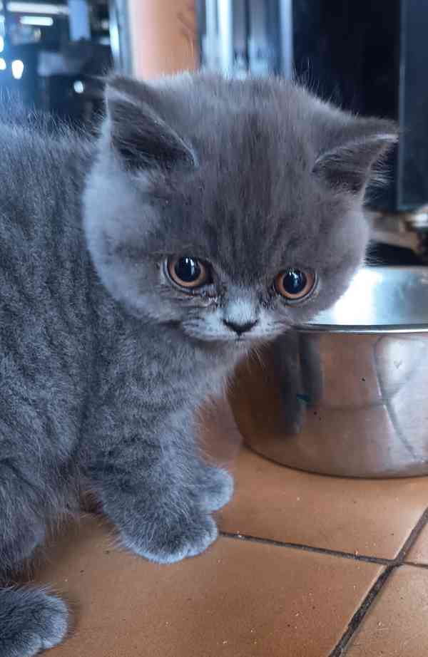 Britská krátkosrstá koťátka s PP - foto 1