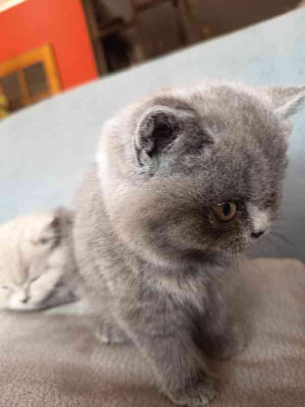 Britská krátkosrstá koťátka s PP - foto 7