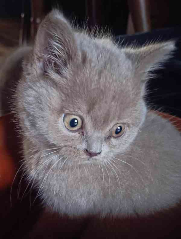 Britská krátkosrstá koťátka s PP - foto 5