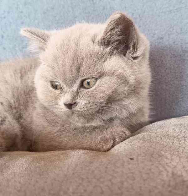 Britská krátkosrstá koťátka s PP - foto 6